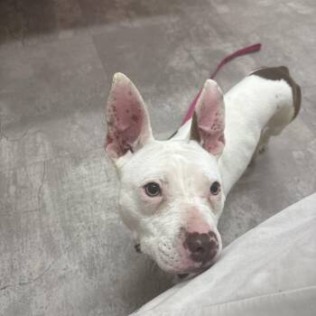 Pit Bull Terrier Dogs Available for Adoption - Foster Mirabelle! | PetCurious