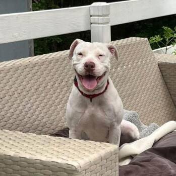 American Staffordshire Terrier Dogs Available for Adoption in Pembroke, Massachusetts - Luna | PetCurious