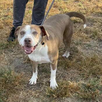 Rescue American Staffordshire Terrier Dogs for Adoption in Spring, Texas - Daisy | PetCurious