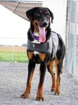 Rescue Bluetick Coonhound and Bernese Mountain Dog Dogs for Adoption in Van Wert, Ohio - Cebolla | PetCurious