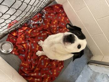 Rescue Bearded Collie and Labrador Retriever Dogs for Adoption in Morristown, Tennessee - Max | PetCurious