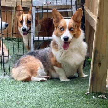 Cookie -  Corgi Dog for Adoption in Ada, Minnesota - Cookie | PetCurious