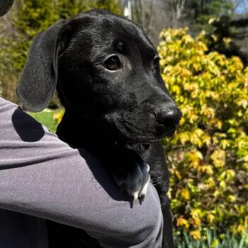 Black Labrador Retriever and Mixed Breed Dogs Available for Adoption in Eastford, Connecticut - NY Cyrus Avail Apr 18 (Tractor Supply Pattterson NY) | PetCurious