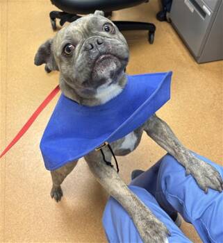 French Bulldog Dogs Available for Adoption in Martinez, California - JACQUES | PetCurious