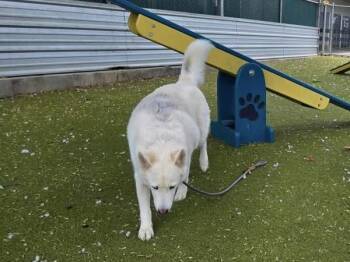 Perlay -  Mixed Breed and Siberian Husky Dog for Adoption in Austin, Texas - Perlay | PetCurious