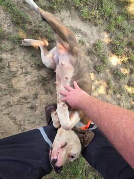 Miss Meatball -  American Bulldog Dog for Adoption in Nacogdoches, Texas - Miss Meatball | PetCurious
