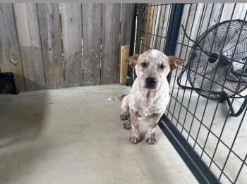 Dingo -  Australian Cattle Dog Blue Heeler Dog for Adoption in Lakewood Ranch, Florida - Dingo | PetCurious