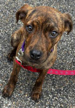 Marra (Aka Brindle) -  Plott Hound Dog Available for Adoption in Portland, Maine - Marra (Aka Brindle) | PetCurious