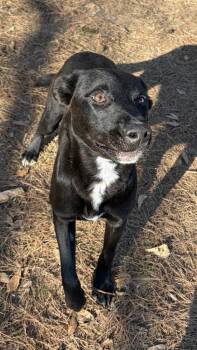 Shepherd Dogs Available for Adoption - Arven | PetCurious