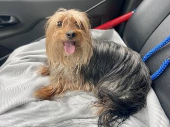 Yorkshire Terrier Dogs Available for Adoption in Boston, Massachusetts - ANNE | PetCurious