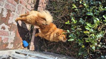Ginger Snap Mocha -  Chow Chow Dog for Adoption in Manhattan Beach, California - Ginger Snap Mocha | PetCurious