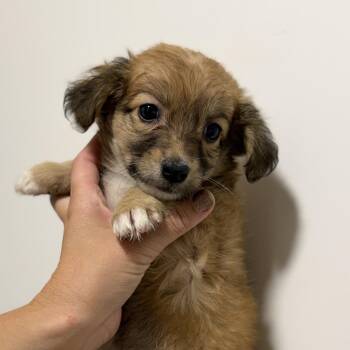 Zafria -  Maltipoo Dog for Adoption in San Diego, California - Zafria | PetCurious