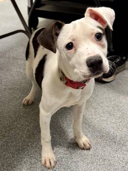 Jack Russell Terrier Dogs Available for Adoption in St. Joseph, Michigan - Spot | PetCurious