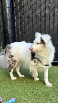 Enrique -  Australian Shepherd and Mixed Breed Dog for Adoption in Bellevue, Washington - Enrique | PetCurious