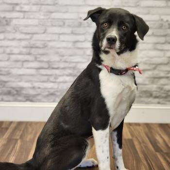Echo -  Anatolian Shepherd and Mixed Breed Dog for Adoption in Montgomery, Alabama - Echo | PetCurious