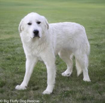 Rescue Great Pyrenees Dogs for Adoption in Nashville, Tennessee - Kent | PetCurious