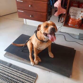 American Bulldog and Pit Bull Terrier Dogs Available for Adoption in Mount Gilead, Ohio - Enzo | PetCurious