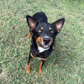 Giovani -  Mixed Breed Dog for Adoption in Spokane, Washington - Giovani | PetCurious