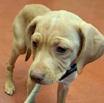 Rescue Mixed Breed Dogs for Adoption in Douglasville, Georgia - Caramel | PetCurious