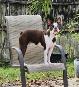 Nitro Hughes -  5005 FL -  Boston Terrier Dog for Adoption in Maryville, Tennessee - Nitro Hughes -  5005 FL | PetCurious