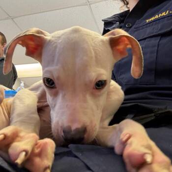 Pit Bull Terrier Dogs Available for Adoption in Mount Vernon, Arkansas - Tofu | PetCurious