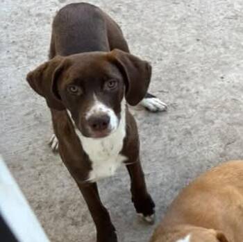 GoGo -  Labrador Retriever Dog for Adoption in Houston, Texas - GoGo | PetCurious