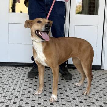 Pit Bull Terrier and Labrador Retriever Dogs Available for Adoption in Fayetteville, Georgia - Dingo | PetCurious