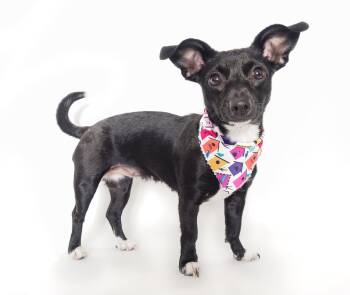 Chihuahua and Dachshund Dogs Available for Adoption in Phoenix, Arizona - Wren | PetCurious
