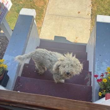 Trixie-RTO -  Miniature Poodle Dog for Adoption in East St. Louis, Illinois - Trixie-RTO | PetCurious