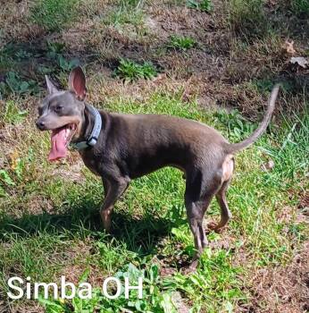 Simba -  Miniature Pinscher Dog for Adoption in Berryton, Kansas - Simba | PetCurious
