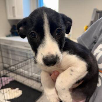 Julia 22730 -  Hound and Mixed Breed Dog for Adoption in Cumming, Georgia - Julia 22730 | PetCurious