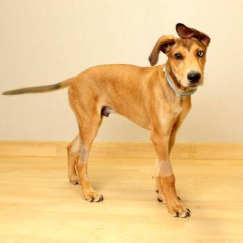 Catahoula Leopard Dog and Mixed Breed Dogs Available for Adoption in Minnetonka, Minnesota - Skooby D68429 | PetCurious