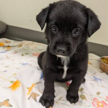 Australian Shepherd and Cattle Dog Dogs Available for Adoption in Austin, Texas - Jacob | PetCurious