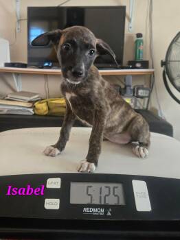 Labrador Retriever Dogs Available for Adoption in Huntington, New York - Isabel | PetCurious