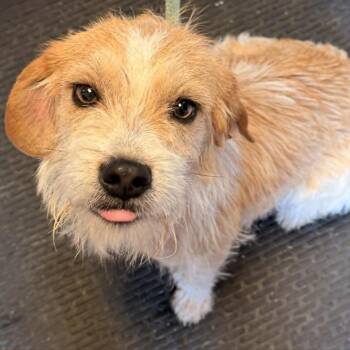 Wirehaired Terrier and Mixed Breed Dogs Available for Adoption in Fredericksburg, Virginia - Grubbs | PetCurious