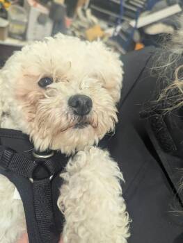 Bichon Frise Dogs Available for Adoption - Noah | PetCurious