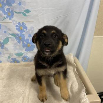SHEYENE -  German Shepherd Dog and Mixed Breed Dog for Adoption in Modesto, California - SHEYENE | PetCurious