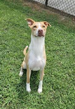 Rescue Basenji and Labrador Retriever Dogs for Adoption in Grovetown, Georgia - GINGER | PetCurious
