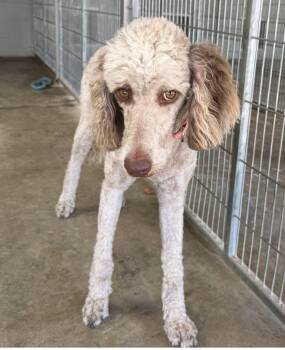 Sage -  Standard Poodle Dog for Adoption in Canutillo, Texas - Sage | PetCurious