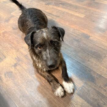 Border Terrier Dogs Available for Adoption - Buddy | PetCurious