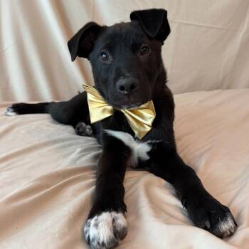 Border Collie and Black Labrador Retriever Dogs Available for Adoption in The Woodlands, Texas - Azriel | PetCurious
