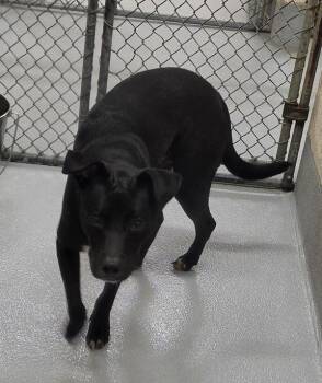 Pen 147 Anise -  Pit Bull Terrier Dog for Adoption in Lawrenceville, Georgia - Pen 147 Anise | PetCurious