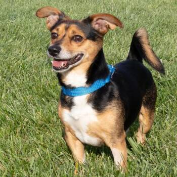 GUNNER -  Chihuahua and Mixed Breed Dog for Adoption in St. Louis, Missouri - GUNNER | PetCurious