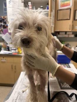 GERTRUDE -  Terrier Dog for Adoption in Riverside, California - GERTRUDE | PetCurious