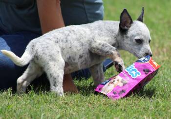 Amber -  Australian Cattle Dog Blue Heeler Dog for Adoption in Temple, Texas - Amber | PetCurious