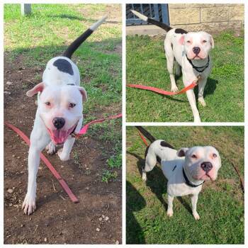 Rescue Boxer Dogs for Adoption in San Antonio, Texas - BONITA | PetCurious