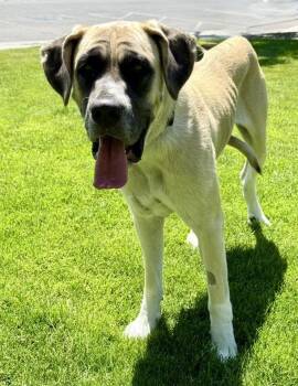 Addy -  Mastiff Dog for Adoption in Gardnerville, Nevada - Addy | PetCurious