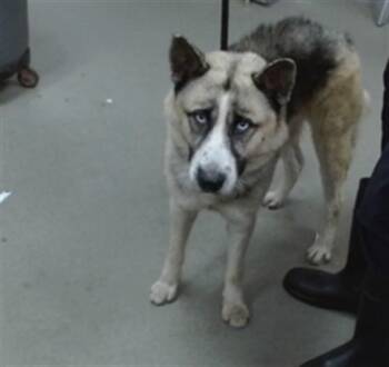 DIESEL -  Siberian Husky and Akita Dog for Adoption in Salinas, California - DIESEL | PetCurious