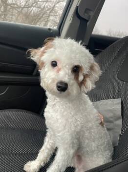 Rescue Poodle and Mixed Breed Dogs for Adoption in Anderson, Indiana - Murphy | PetCurious