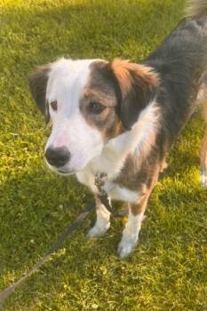 Courtesy listing - Nora -  English Shepherd Dog for Adoption in Bend, Oregon - Courtesy Listing - Nora | PetCurious